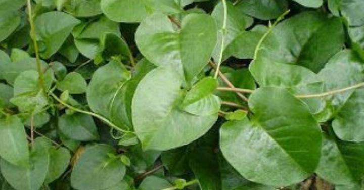 daun binahong