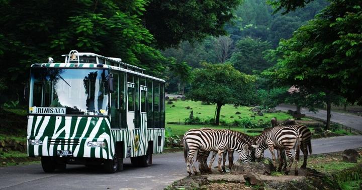 Destinasi Wisata Keluarga Ramah Anak Taman Safari Indonesia