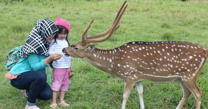 Destinasi Wisata Keluarga Ramah Anak Wana Wisata Penangkaran Rusa Giri Jaya